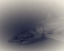 Load image into Gallery viewer, Great white Shark 02

