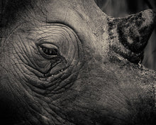 Load image into Gallery viewer, Rhino Tears
