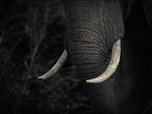 Load image into Gallery viewer, Tusker
