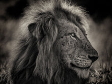 Load image into Gallery viewer, Kruger Lion 1

