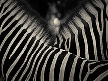 Load image into Gallery viewer, Zebras

