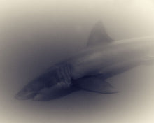Load image into Gallery viewer, Great White Shark 04
