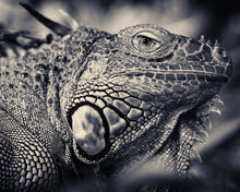 Load image into Gallery viewer, Iguana
