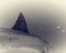 Load image into Gallery viewer, Great White Shark 10
