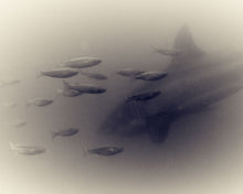 Load image into Gallery viewer, Great White Shark 03
