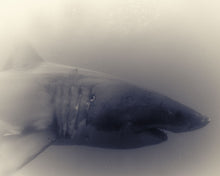 Load image into Gallery viewer, Great White Shark 01
