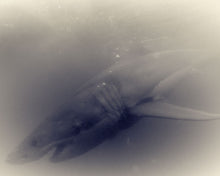 Load image into Gallery viewer, Great White Shark 09
