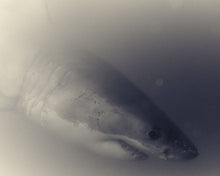 Load image into Gallery viewer, Great White Shark 08
