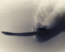 Load image into Gallery viewer, Great White Shark 06
