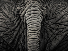Load image into Gallery viewer, Elephant
