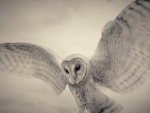 Load image into Gallery viewer, Barn Owl
