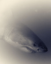 Load image into Gallery viewer, Great White Shark 07
