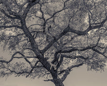 Load image into Gallery viewer, Leopard
