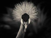 Load image into Gallery viewer, Crowned Crane
