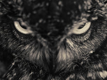 Load image into Gallery viewer, Spotted Eagle Owl
