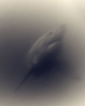 Load image into Gallery viewer, Great White Shark 05
